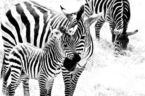 Zebras With Foal On Field
