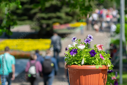flower pot on the background of passers-by people, visitors to the city Park