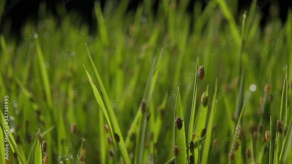 Pest, Brown plant hopper, rice harmful insect Pest, Brown plant hopper, rice harmful insect