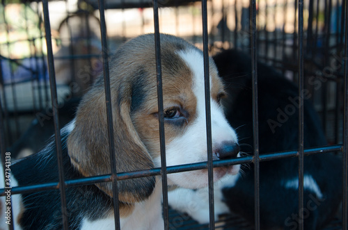 Pity beautiful and charming puppy in cage