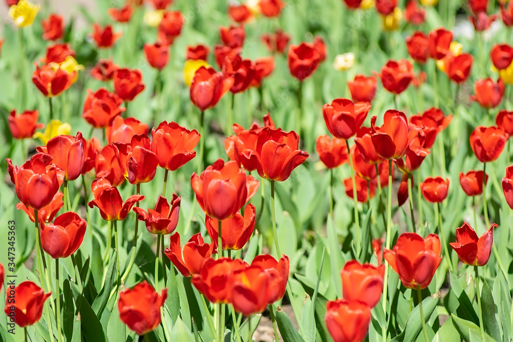 many colorful flowers, red and yellow tulips grow in a flower bed in the city Park near the pedestrian path many colorful flowers, red and yellow tulips grow in a flower bed in the city Park near the pedestrian path