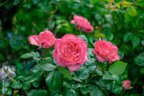 rose / 鮮やかなピンクのバラ ピンクパンサー pink panser /HT /モダンローズ