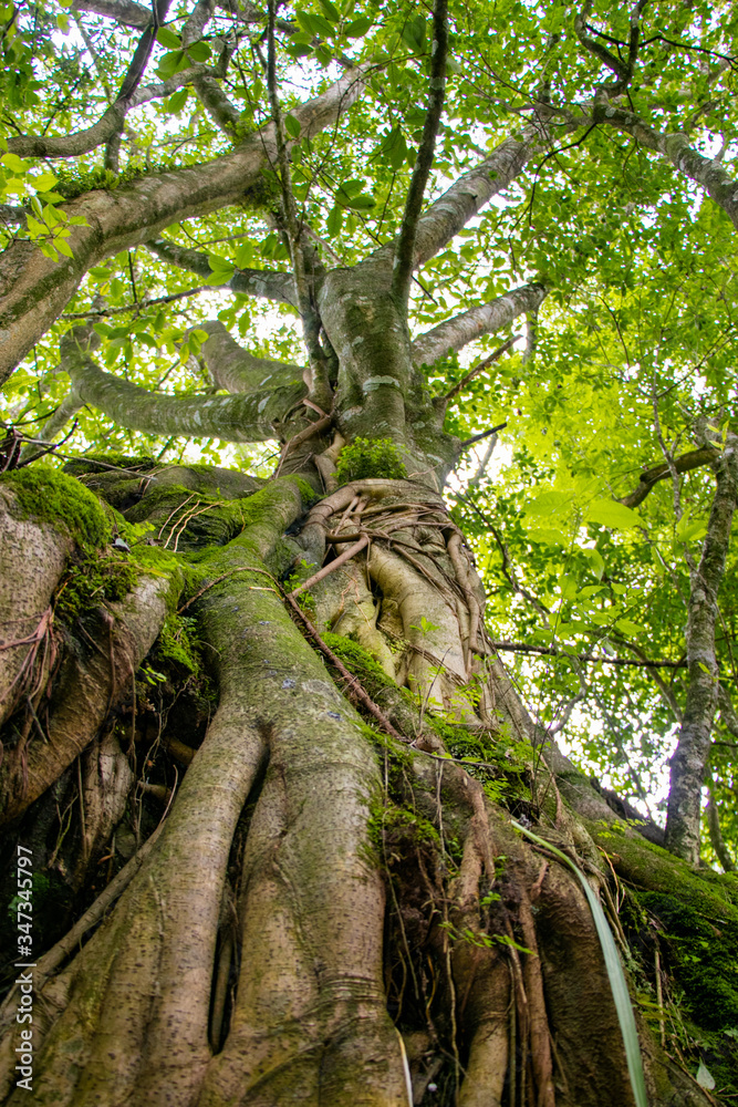 Obraz premium Vista de árbol desde abajo con raíces y moho