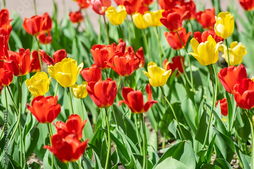 many colorful flowers  red and yellow tulips grow in a flower bed in the city Park near the pedestrian path