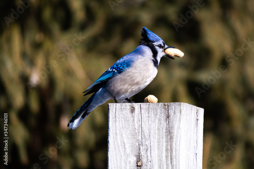 Blue Jay on top of a post eating a peanut