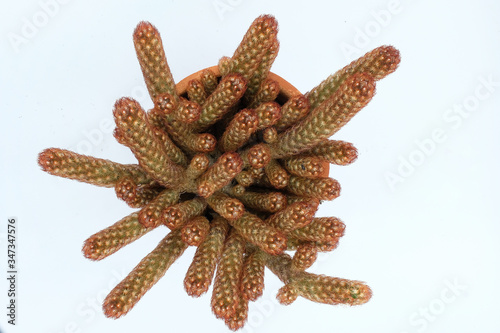 Cactus close up top view, plant isolated