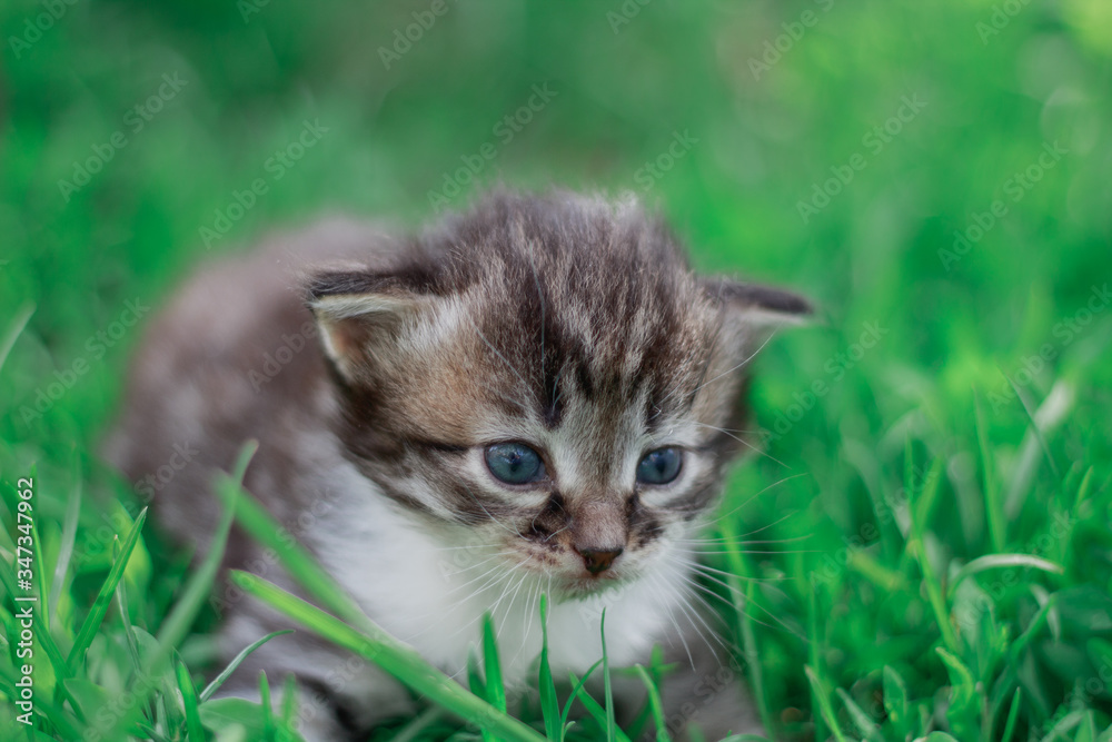 Tabby cat on the street