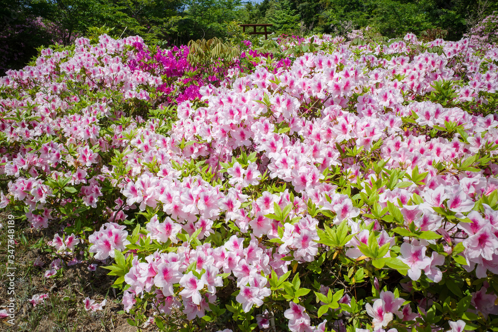 満開のツツジが美しい五本松公園（島根県）