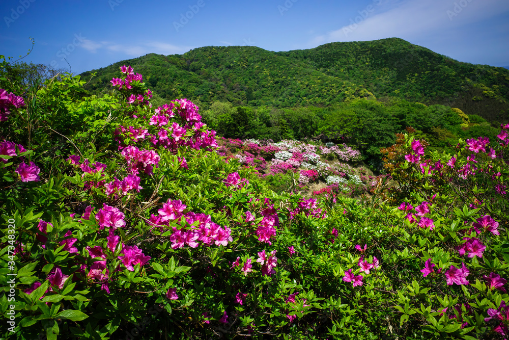 満開のツツジが美しい五本松公園（島根県）
