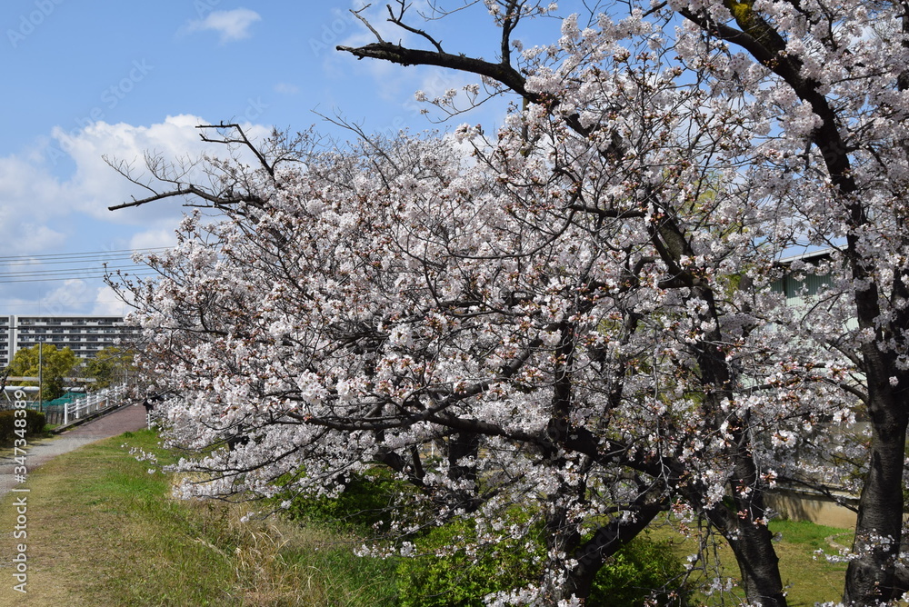 桜