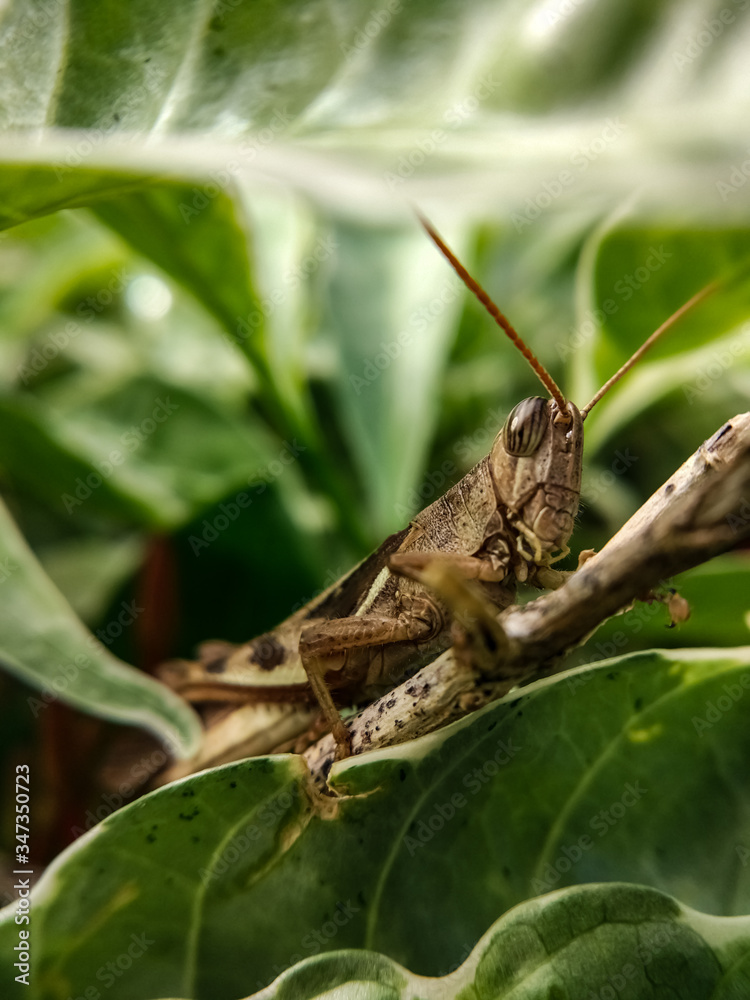 Fototapeta premium Eye glance of the grasshopper on a leaf