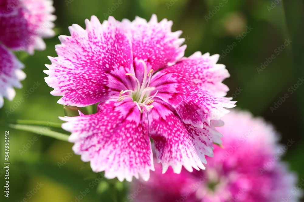 Obraz premium ダイアンサス（ナデシコ）のピンクと白の花