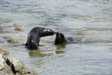 Seals mating