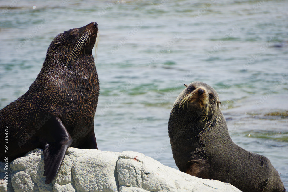 Naklejka premium Two fur seal relaxing on the rocks