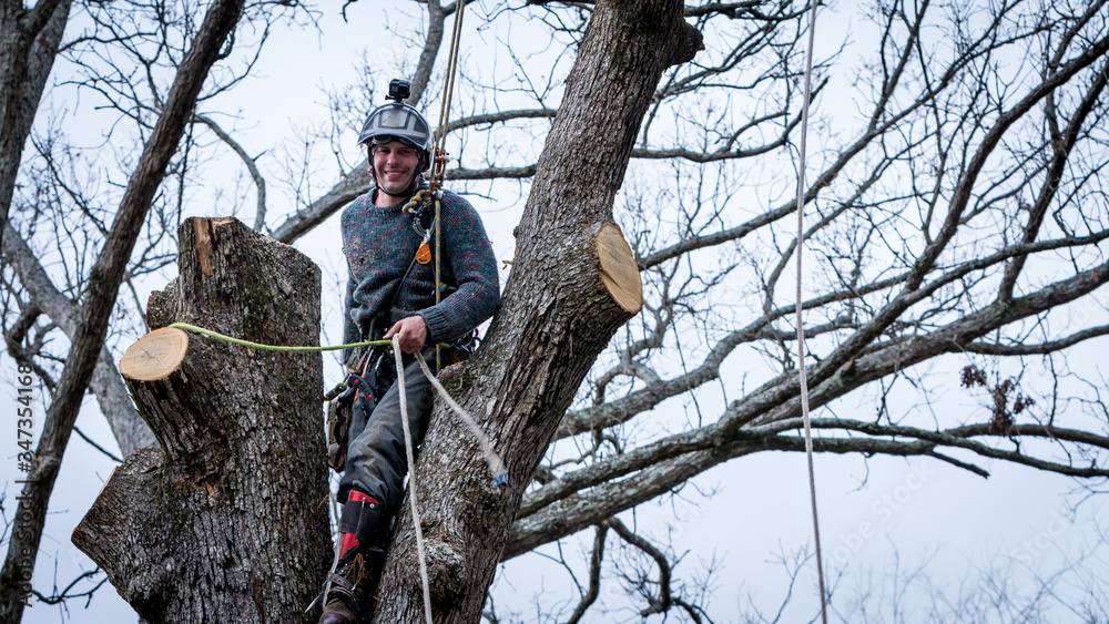 Worker with chainsaw and helmet cutting down tree Worker with chainsaw and helmet cutting down tree