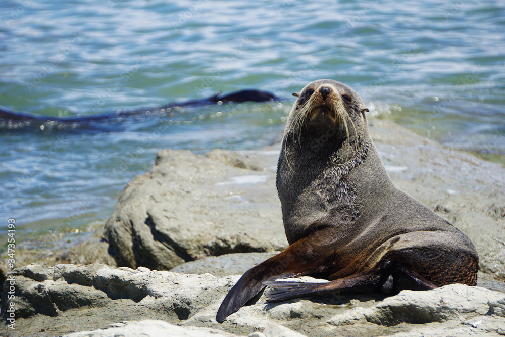 Fototapeta premium Cute fur seal