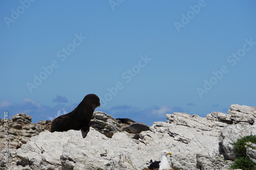 Fur seal pup  © micky22