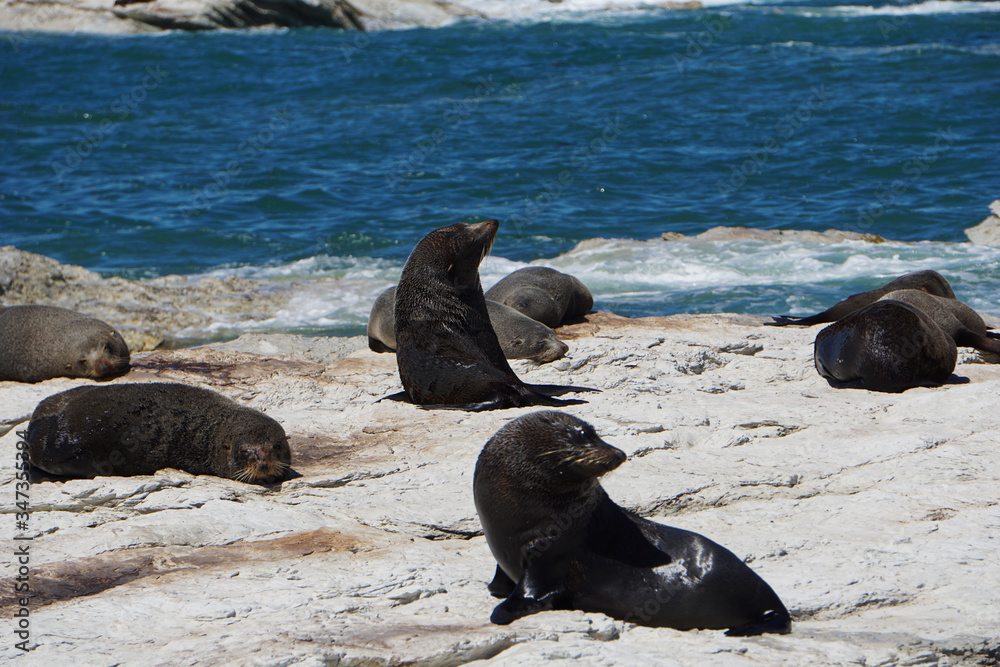 Group of seals