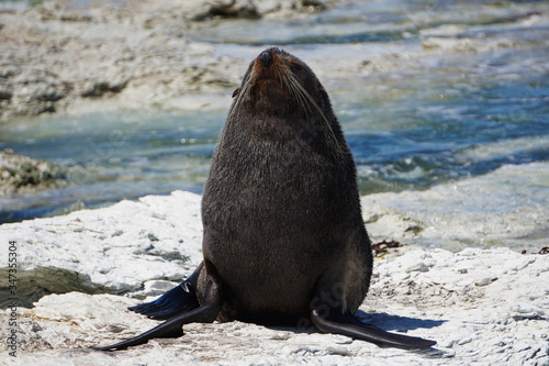 Kaikoura fur seal