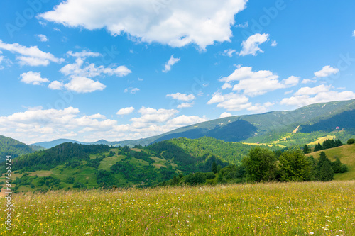 countryside fields and meadows on hills in summer. idyllic mountain landscape on a sunny day. scenery rolling in to the distant ridge. wonderful weather with fluffy clouds on a blue sky