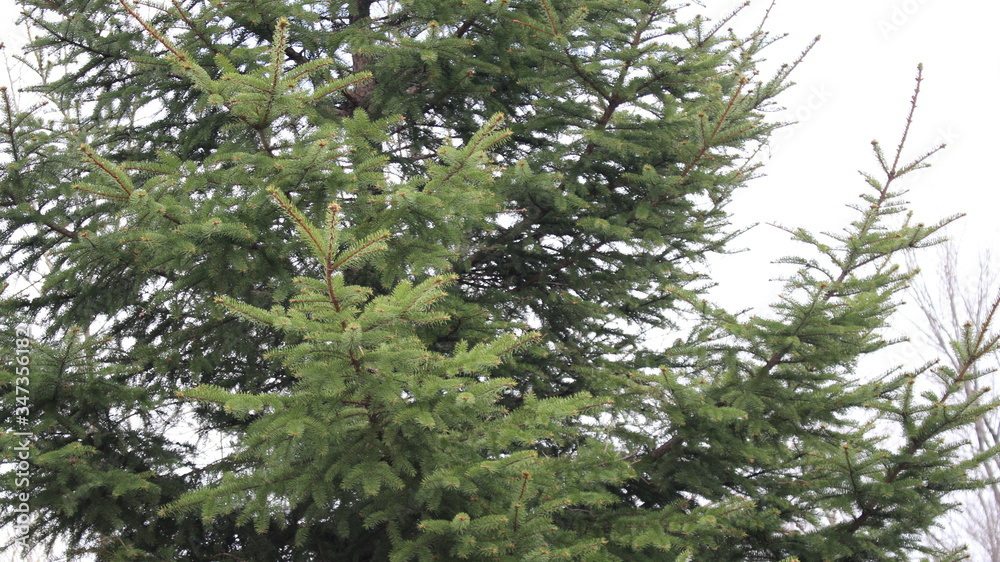 christmas tree branches