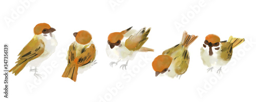House sparrow,vector illust like watercolor