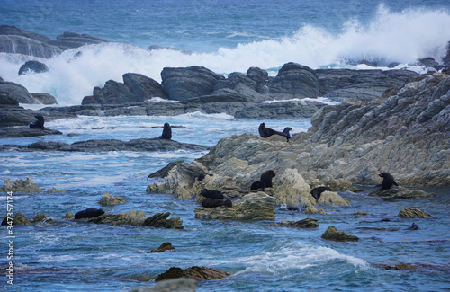 Wild seals