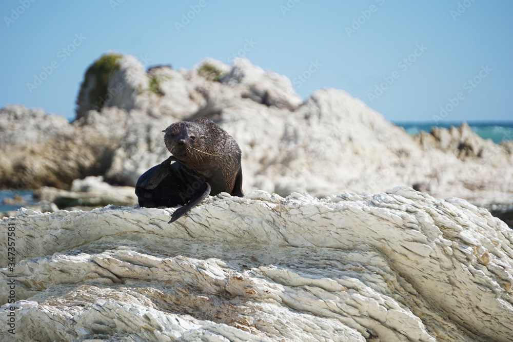 New Zealand fur seal on the rock