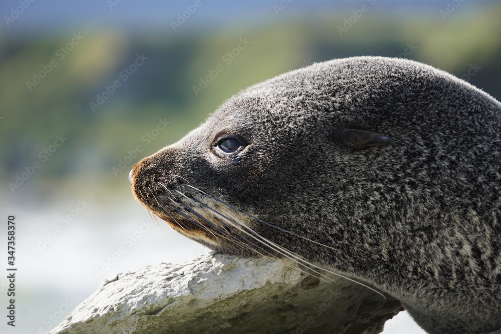 Obraz premium Seal resting on the rock