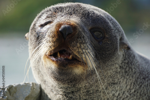 Seal's face