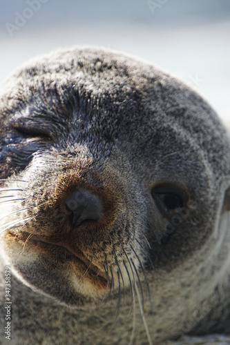 Closeup of an injured seal