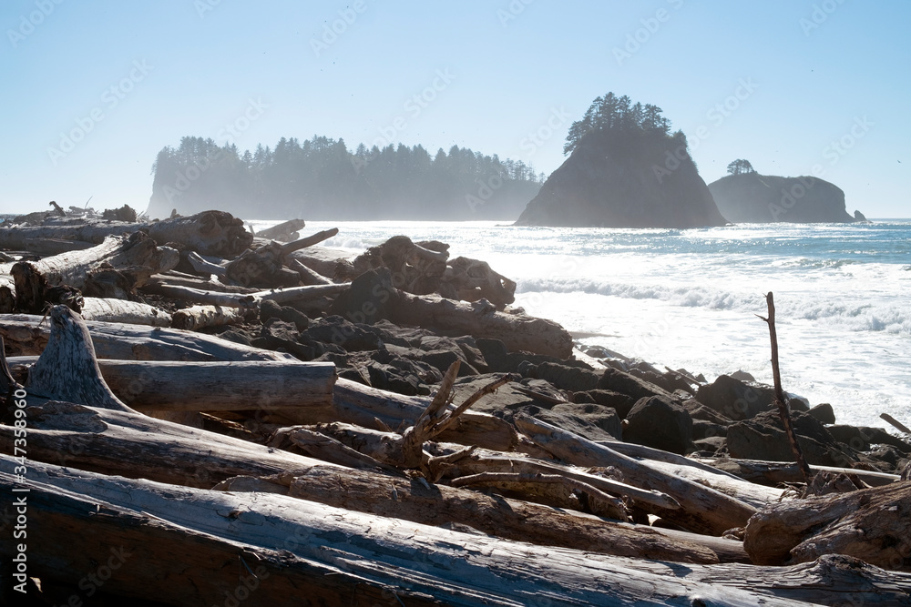 driftwood on the beach driftwood on the beach