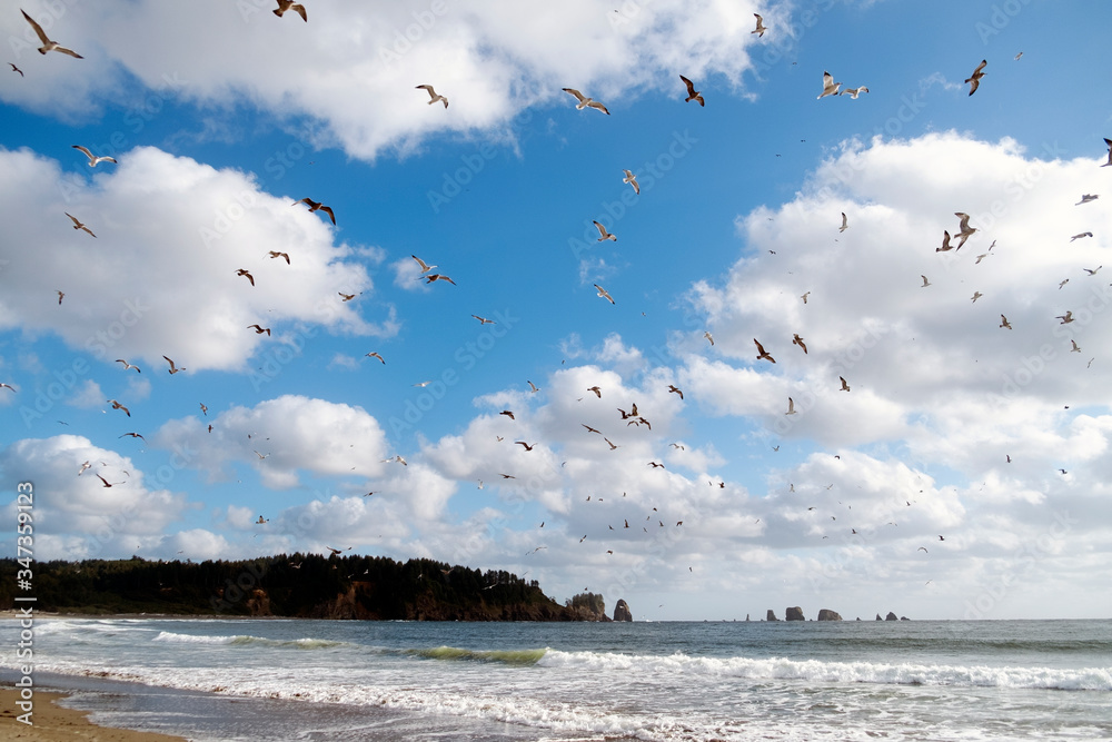 birds flying over the beach