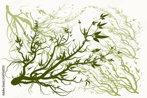 Olive branch