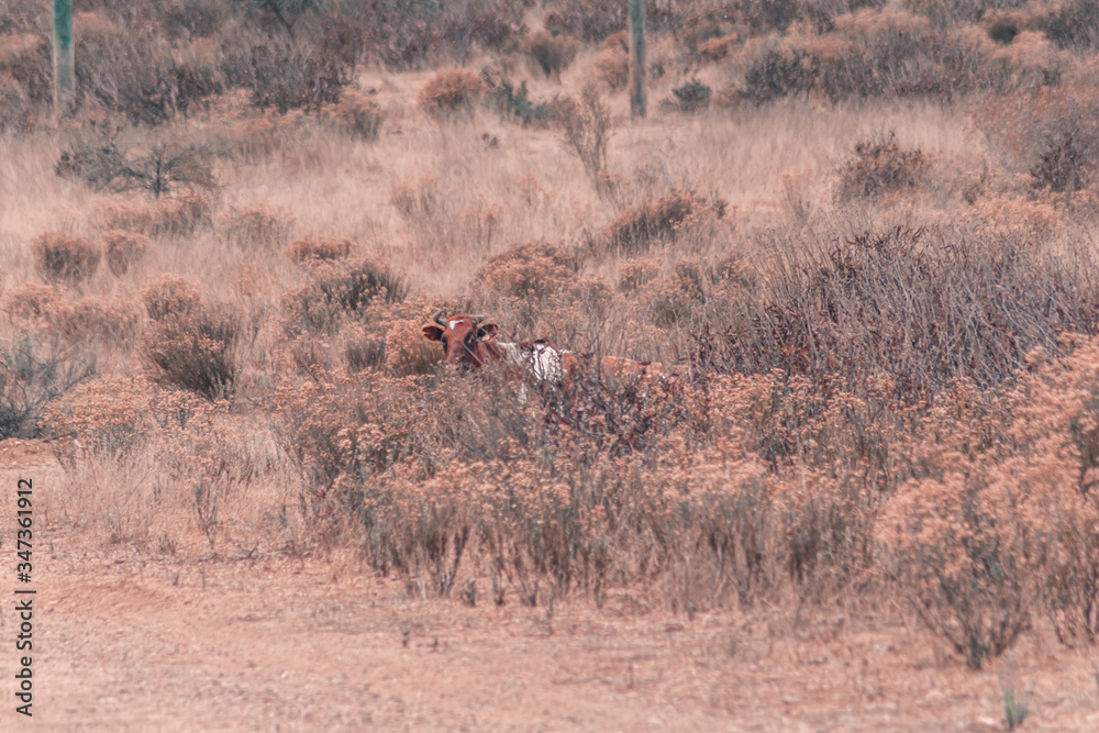 Naklejka premium Vacas en el campo caminando entre la hierba