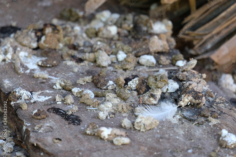 chicken manure on the wood chicken manure on the wood