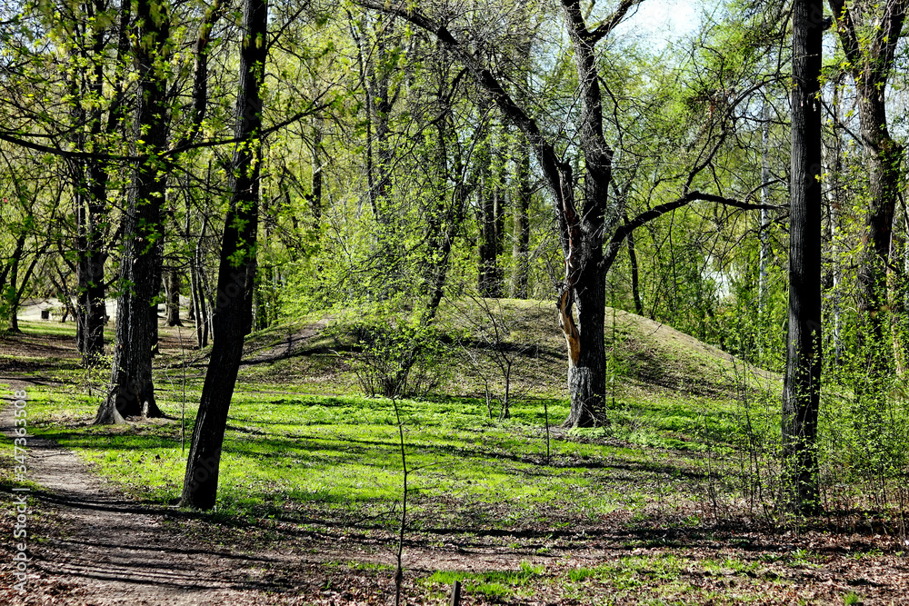 trees in the park trees in the park