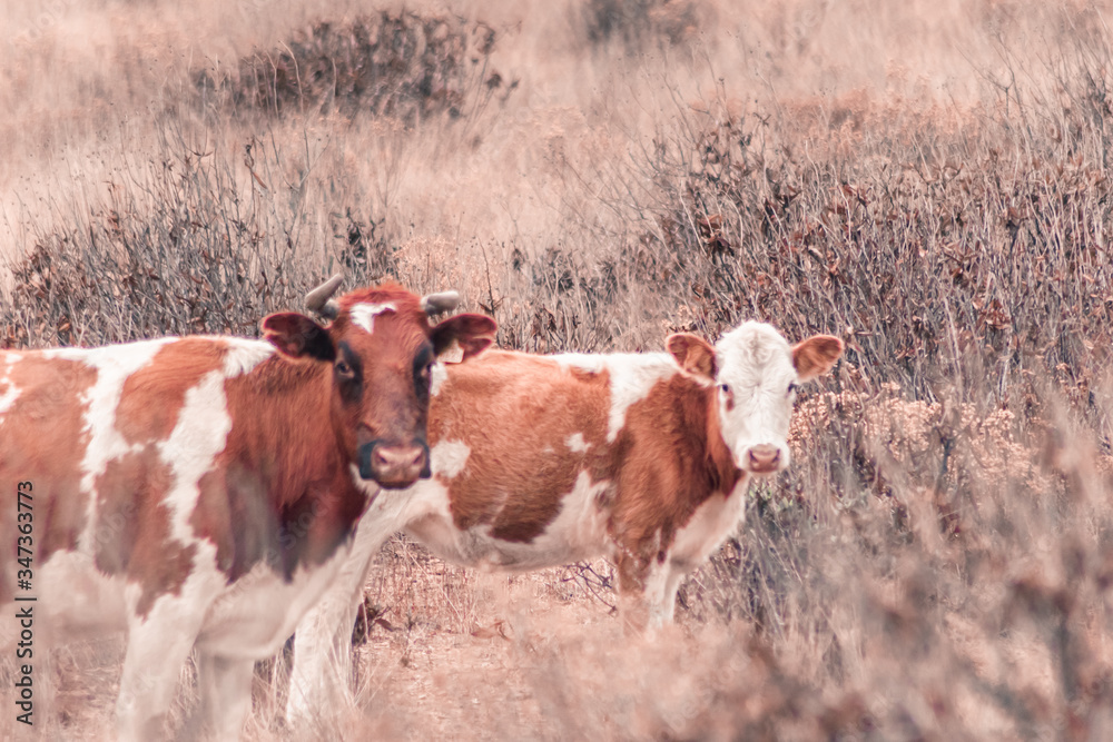 Vacas en el campo caminando entre la hierba