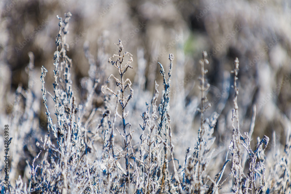 Picturesque dried grass in a nature park near the city of Elche. Province of Alicante. Spain Picturesque dried grass in a nature park near the city of Elche. Province of Alicante. Spain