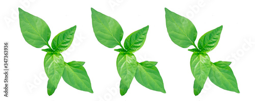 Green plant, pepper isolated on a white background. The concept of seedlings, vegetable garden, young seedlings. Top view. Copy space