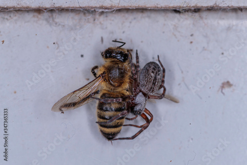 Black House Spider consuming a European Honey Bee photo