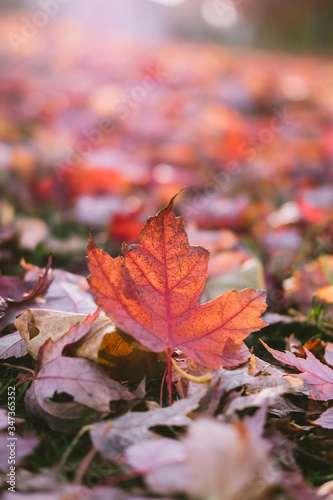 Red maple leaf on the ground