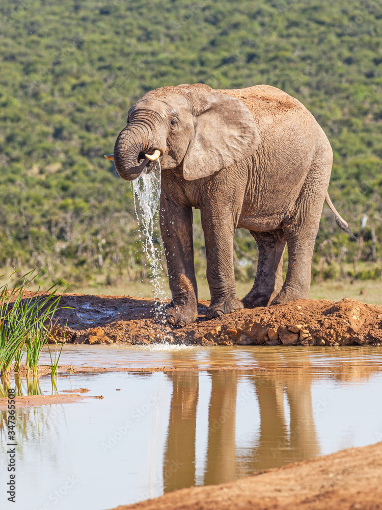 Fototapeta premium Elephant Drinking in Addo