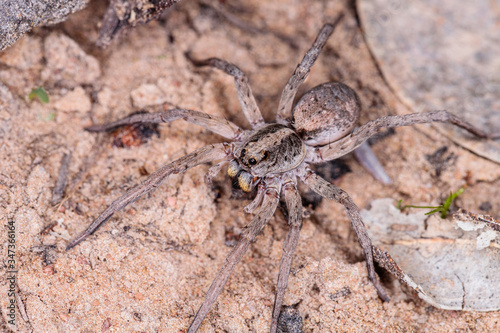 Garden Wolf Spider female on the prowl for food