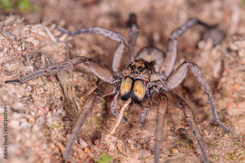 Garden Wolf Spider female on the prowl