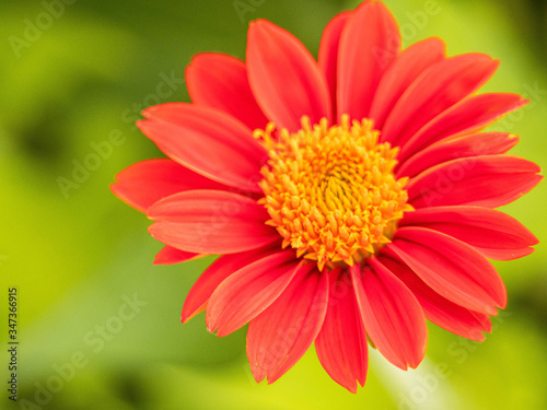 Red Mexican sunflower  Tithonia rotundifolia  is a species of flowering plant in the Asteraceae family on nature blurred background.