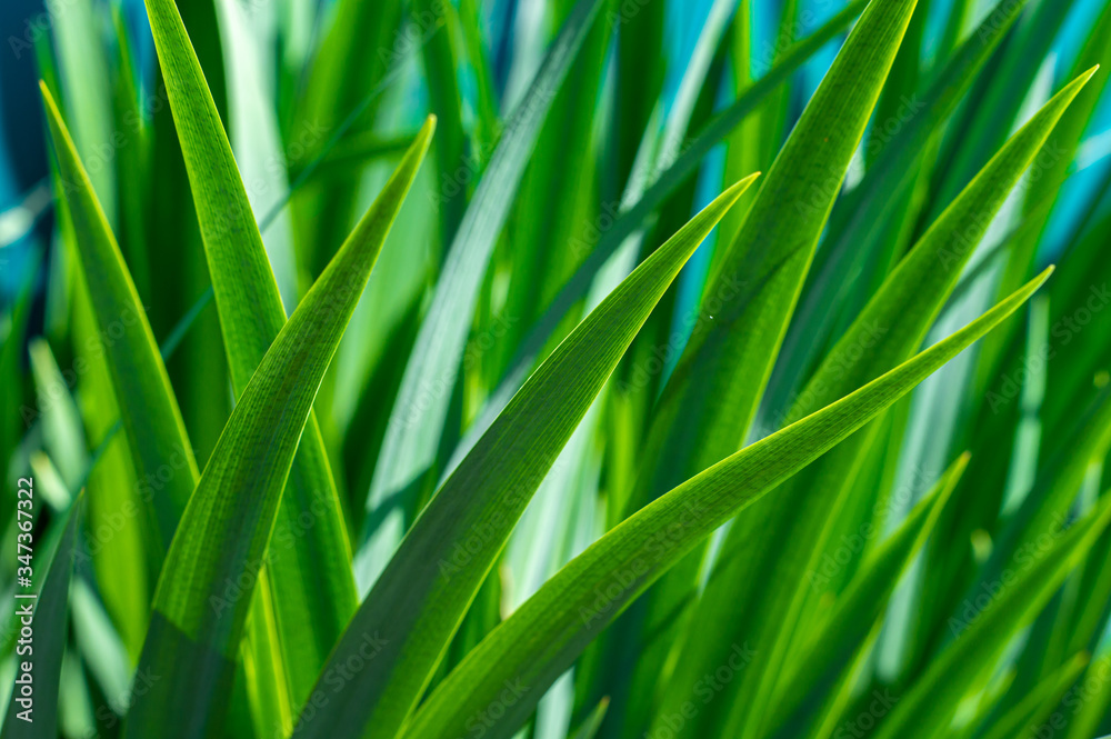 Juicy green grass in the sunlight in macro Juicy green grass in the sunlight in macro