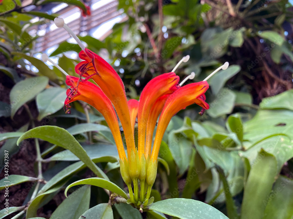 Obraz premium orange lily flower