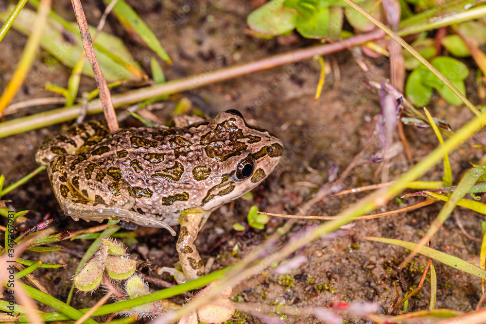 Spotted Grass Frog juvenile exploring on land Spotted Grass Frog juvenile exploring on land