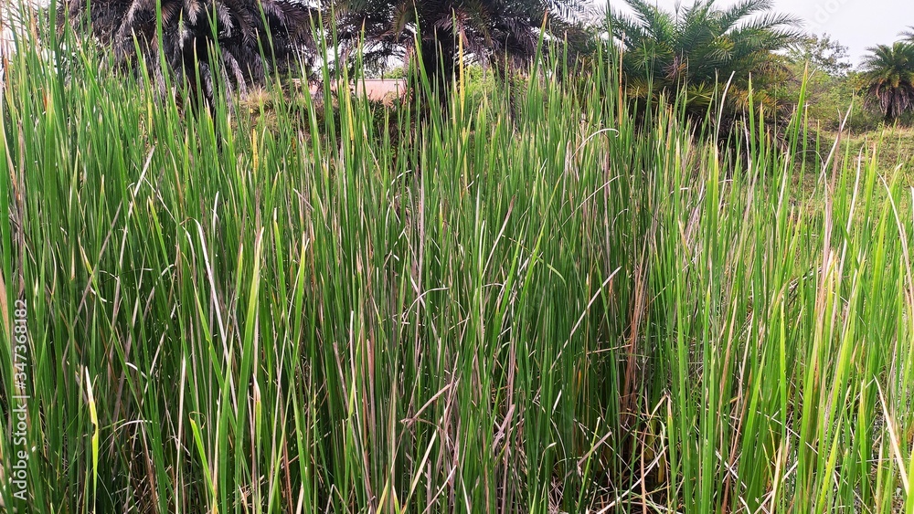 green grass in the wind green grass in the wind